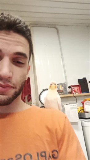 Anas Kalthoum on Instagram: "The cockatiel (Nymphicus hollandicus) is a small crested parrot native to the Australian grasslands, recognizable by its expressive crest and long tapered tail. They typically measure about 30–33 cm (12–13 in) from beak to tail and can live 10–20+ years in proper care. Cockatiels are social, intelligent birds that communicate with whistles and can learn simple tunes and phrases; their crest is a reliable mood indicator. A balanced diet of quality pellets, fresh veget