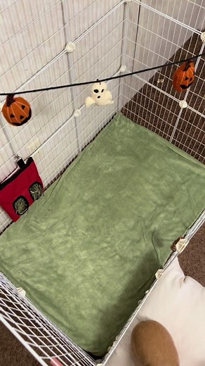 Practical Bunny Cage Setup for Free-Roaming Holland Lop Bunny