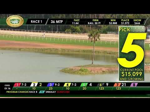 Tampa Bay Downs Live Stream