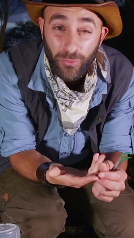 Discovering One of the World's Deadliest Spiders