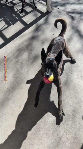 Dutch Shepherd Gets Very Excited About Basketball #dutchshepherd #shepherd #dog #dogs #dogshorts