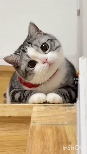 Dramatic Cats 😹 | Funniest Cat Reactions Ever