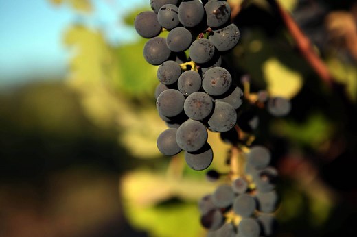 Mourvedre — A Guide to the Basics