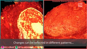 194K views · 571 reactions | Scientists have developed an amazing new imaging technique, cryo-SR/EM, which mixes electron and super-resolution light microscopy to deliver incredible 3D images of the inside of cells. | The Science Explorer | Facebook