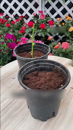 How to root lemon branches easily 🤯🌿