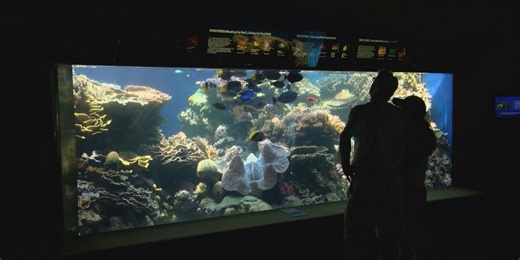 Waikiki Aquarium celebrates 120 years of education, conservation with special event