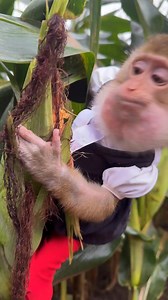 3.1K views · 53 reactions | Monkey Zim explores the corn garden #monkeyseemonkeydo | Monkey vdo | Facebook