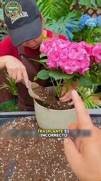 Tips for transplanting plants correctly
