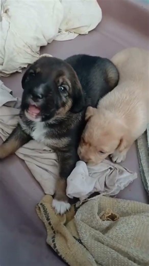 #like #instagram #live #india #jesus #hindi #gta #usa #uk #tiktok #op #roblox #xbox #zoo #edit #s