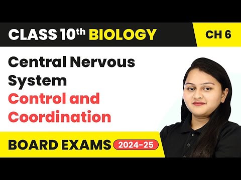 Central Nervous System - Control and Coordination | Class 10 Biology Chapter 6 | CBSE 2024-25