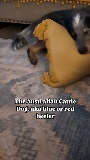 1.9M views · 53K reactions | Hillbilly Mals  #australiancattledog #bluey #blueheeler #cattledogsoftiktok #heelersofinstagram #cattledogsofinstagram #heelersofinstagram #doremiacds #riftenthewild #kyliescattledogs | Riften the ACD | Facebook