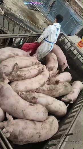 Herding Pigs to Safety: How Farm Workers Keep Animals Secure in Tight Spaces