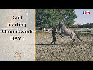 Using Natural Horsemanship Techniques to Start a Horse on the Ground | Day 1 (Complete session)