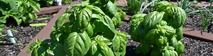 Video: Growing and Using Basil - UF/IFAS Extension Escambia County