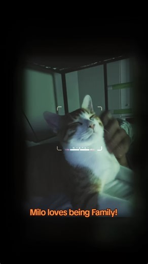 Milo loves his Family! Living life without distractions! #orangecat #cat