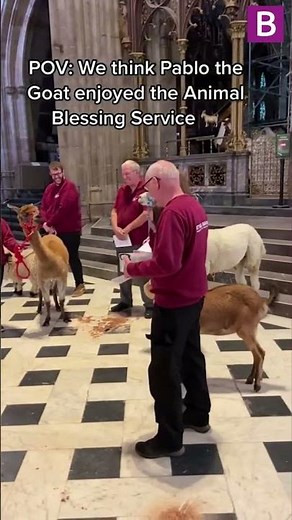 Hilarious footage of a GOAT singing in Worcester Cathedral goes viral with 2 MILLION hits worldwide