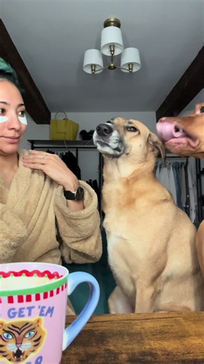 Tripawd Club: Celebrating Resilient Dogs