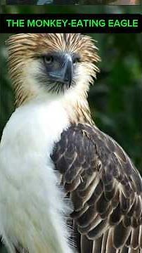 🦅 Philippine Eagle: The Terrifying Truth About the “Monkey-Eating Eagle"