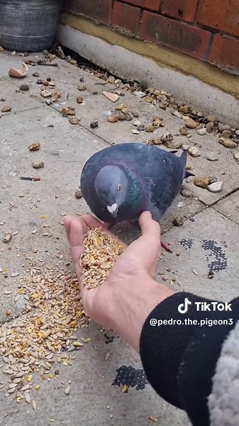 so she won't let me pick her up without her threatening to injure herself with a risky getaway flight, so I'm just working on her trust. I have taken @pigeon crew advice and made her a basic shelter so she can stay over night 🌙. she's terrified of me but she has no choice to eat from me. the other pigeons clearly stress her out, too (she looks skyward when scared standard for birds) it just takes her so long to map out a safe flight route for her that the panic usually passes. #birdtiktok #disa