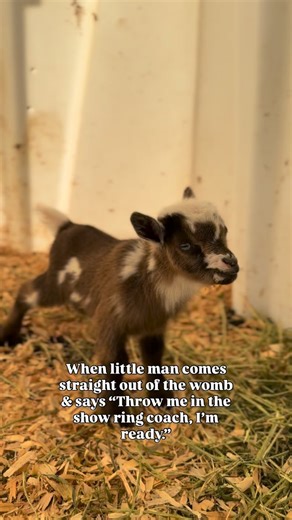 Little Nugget, wethered now and not in the show ring BUT instead living his best life with the sweetest family and I love seeing updates of him on social media. His new family decided they wanted him more as a pet than a herd sire or show boy, which I am always more than okay with! Mama and I went to school together and it’s the literal best to see her son create such a deep and endearing bond with this sweet kid. They are honestly the cutest boys to witness! 👦🐐 Everytime someone buys an anima