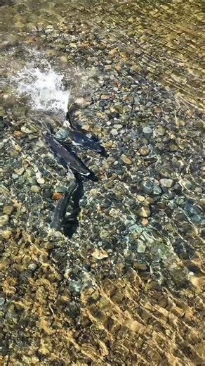 Spend a couple hours on the Feather River this fall and join a FREE DWR-sponsored educational float. Rafting trips float through Feather River spawning habitat while DWR scientists provide information on Chinook salmon conservation efforts, ongoing and planned research, restoration and monitoring projects, and fisheries management within the State Water Project. Tickets are available on a first-come, first-served basis with Saturday tours running Oct. 4 through Nov. 8. Reserve your ticket at htt