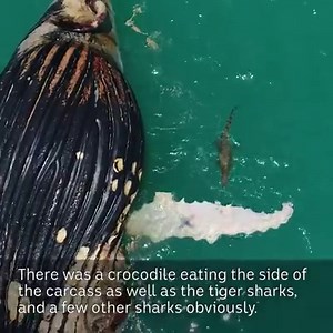 7M views · 2.3K reactions | SHARKS AND CROCODILE FEEDING FRENZY:...
