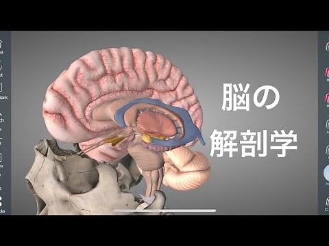 脳の深い部分の解剖学を解説してみた