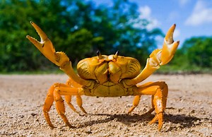How Smart Are Crabs? Everything We Know About Their Intelligence