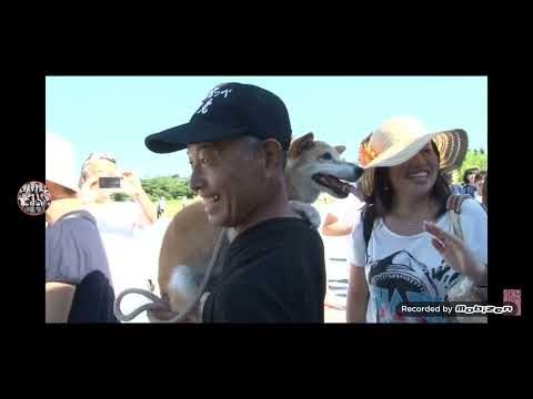 Kaze wa fuiteiru my version