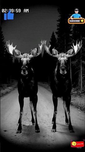 Moose vs Wolf Fight on Forest Road 🐺🦌 | Real CCTV at Night #trailcamera #cctv #shorts #wildlife