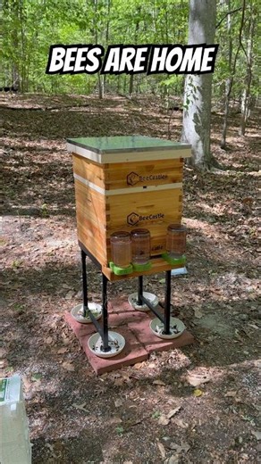 Bees Are Home 🐝🏡 Hive Setup