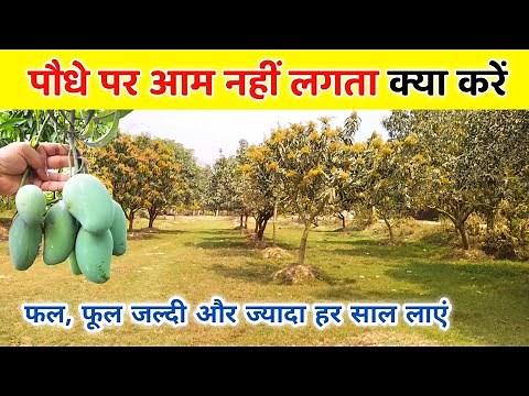 आम के पौधे पर फल फूल हर साल ज्यादा और जल्दी आएगा 🥭 aam ke paudhe par fal phool jyada aur jaldi laen