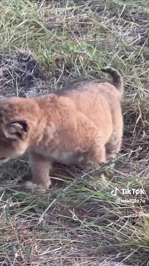 Newborn Lion Cub Calls for Mom
