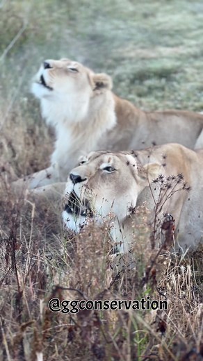 Lion Communication: Understanding the Language of Lions