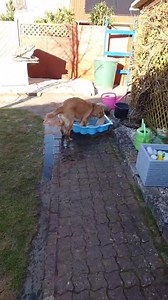 2.2M views · 6.7K reactions | It is a stuffed animal 藍路‍♀️ Da hat die Feli ihren IKEA (Stofftier) zum Waschen 什 mit nach draußen gebracht. 藍 | Golden Retriever zur Roddau | Facebook