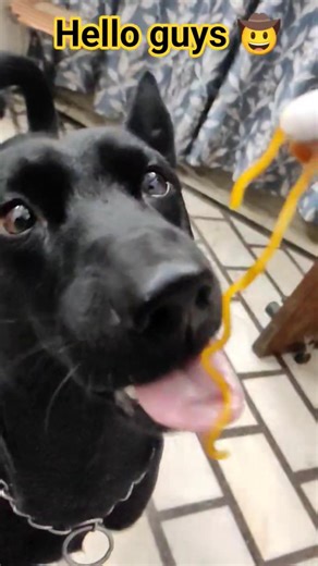 dekho na guys 😍❤️. #funny #food #pets #shortvideo