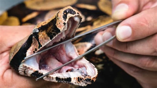 Device inspired by Python teeth revolutionises rotator cuff repair surgery