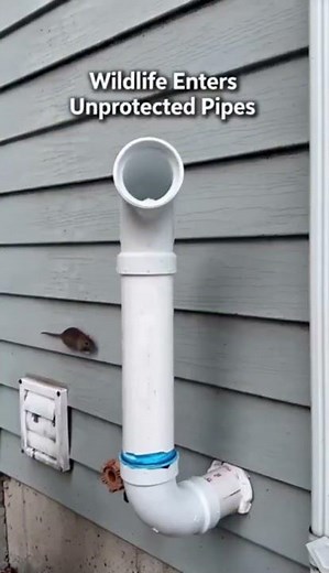 Furnace Vent Blockage Explained: Wasps, Birds, Mice & Squirrels in Vent Pipes ($20 Fix) #home #diy