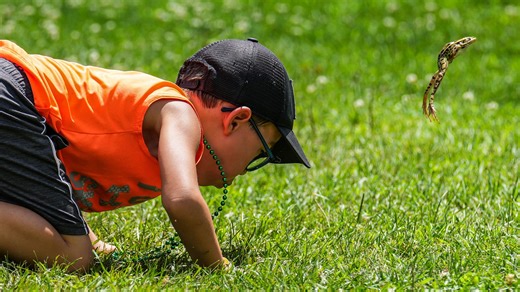 Wisconsin seeks to ban use of wild-caught frogs in jumping contests