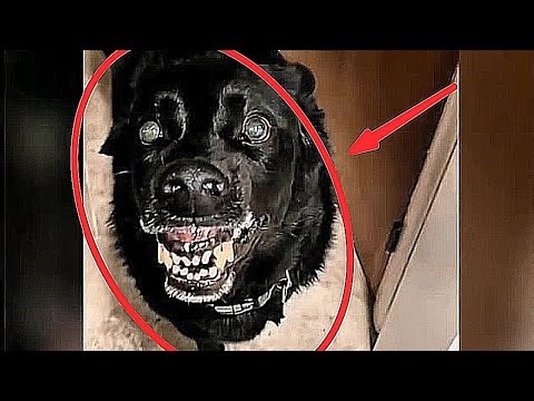 Scary Ghost Attacks on Pets? How Animals See the Paranormal (10 Clips)