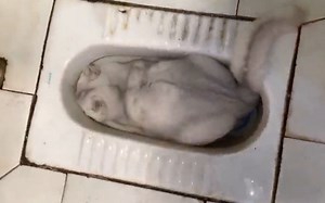 这次是真的来帮你们戒猫的！