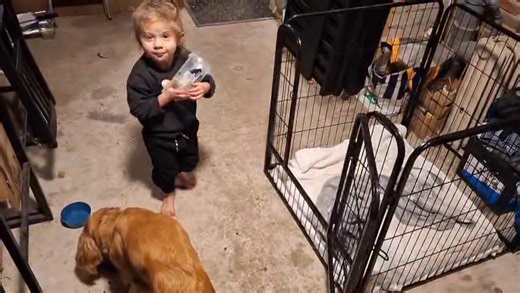 1.7K views · 11 reactions | Na de basis 1/ jonge honden module & basis 2 module heeft Keesje met haar baasje Wendy heel veel bereikt. Dat werpt z'n vruchten af bij de oppas. Kijk hoe goed! Impulscontrole  | Trainingsschool AW Enkhuizen | Facebook