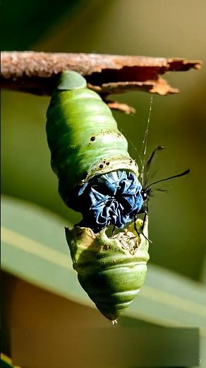 The Miracle of Metamorphosis Andhekanus Life Cycle Explained Caterpillar to Butterfly Transformation