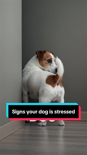 Dog body language explained 🐕‍🦺. Signs of stress in dogs you might be missing. Understanding your dog is the first step to better behavior. #dogtrainingtricks #doganxiety #doghealth #dogbehavior #k9training