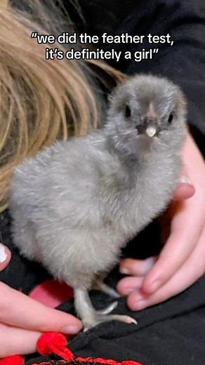 29K views · 33 reactions | baby chicks are like a box O chocolates  #rooster #babychicks #chickens #chickensofinstagram #iykyk #backyardchickens #chickenhappyhour #barbiegirl | Chicken Happy Hour | Facebook