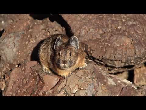 Pika adapt to human presence with new calls