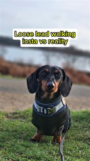 Training Your Dog to Heel: Tips and Insights