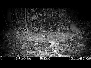 Lowland Paca captured on a camera trap in Drake Bay, Costa Rica – September 25, 2025