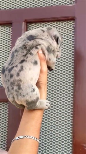 contact 8810623046 American Bully strong body puppy available vaccinated trained bully puppy#puppys