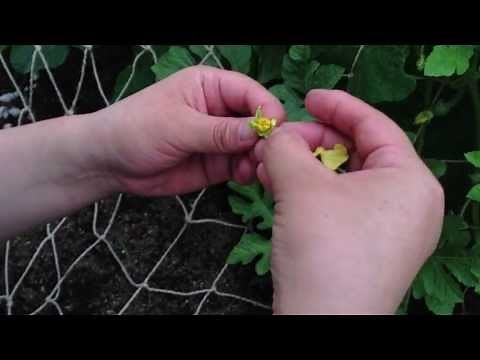 スイカの受粉の仕方